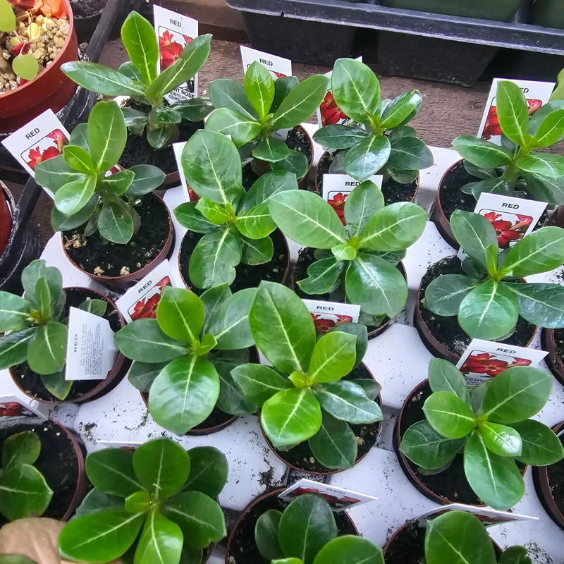 Desert Rose Live Plant Adenium - 2in Pot - Red, White, Pink, Bicolor - Image 2