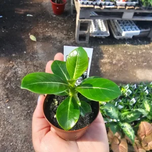 Desert Rose Live Plant Adenium - 2in Pot - Red, White, Pink, Bicolor - Image 3