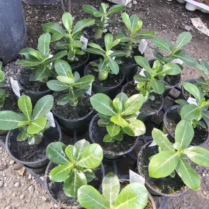Desert Rose Live Plant (Adenium Obesum) – 4in Pot – Red, White, Pink, Bicolor - Image 2