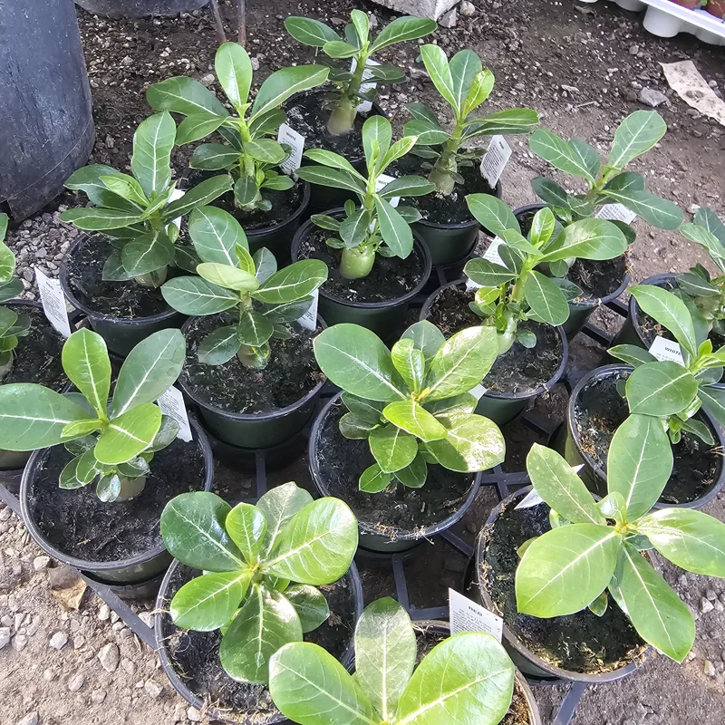 Desert Rose Live Plant (Adenium Obesum) – 4in Pot – Red, White, Pink, Bicolor - Image 2