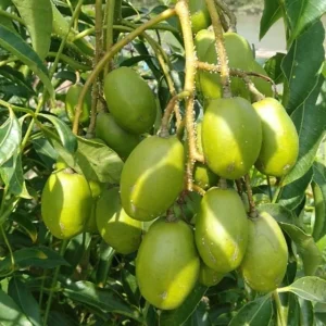 Dwarf June Plum Live Plant – Air Layered, 16 inches tall – Fruit Tree - Image 2