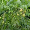 Dwarf June Plum Live Plant – Air Layered, 16 inches tall – Fruit Tree - Image 1