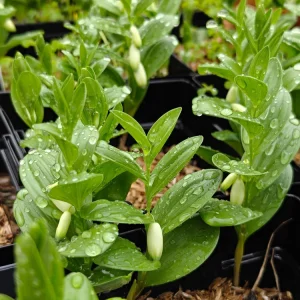 Dwarf Solomon's Seal Live Plant – Polygonatum humile – 5.25" Pot – Well Rooted Perennial for Shade - Image 2