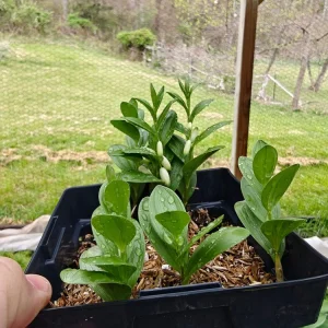Dwarf Solomon's Seal Live Plant – Polygonatum humile – 5.25