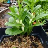 Dwarf Solomon's Seal Live Plant – Polygonatum humile – 5.25" Pot – Well Rooted Perennial for Shade - Image 1