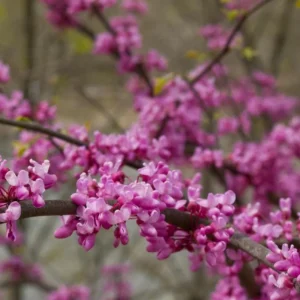 Eastern Redbud Tree 12-18