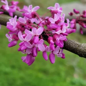 Eastern Redbud Tree 12-18