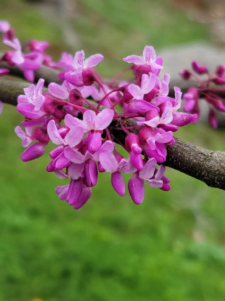 Eastern Redbud Tree 12-18" Live Plant, Flowering Shade Tree, Pink Blooms - Image 3