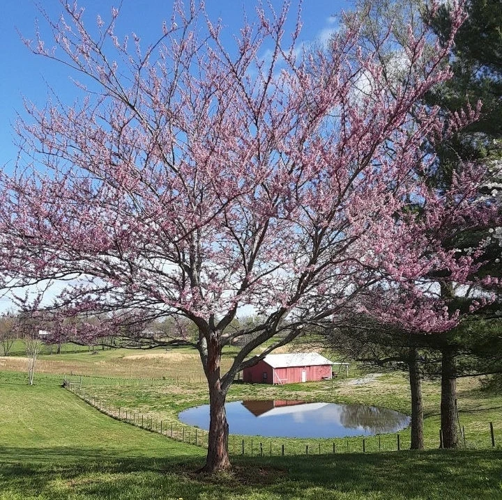 Eastern Redbud Tree 12-18" Live Plant, Flowering Shade Tree, Pink Blooms - Image 4