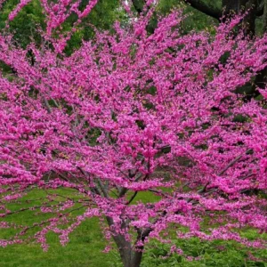 Eastern Redbud Tree 12-18