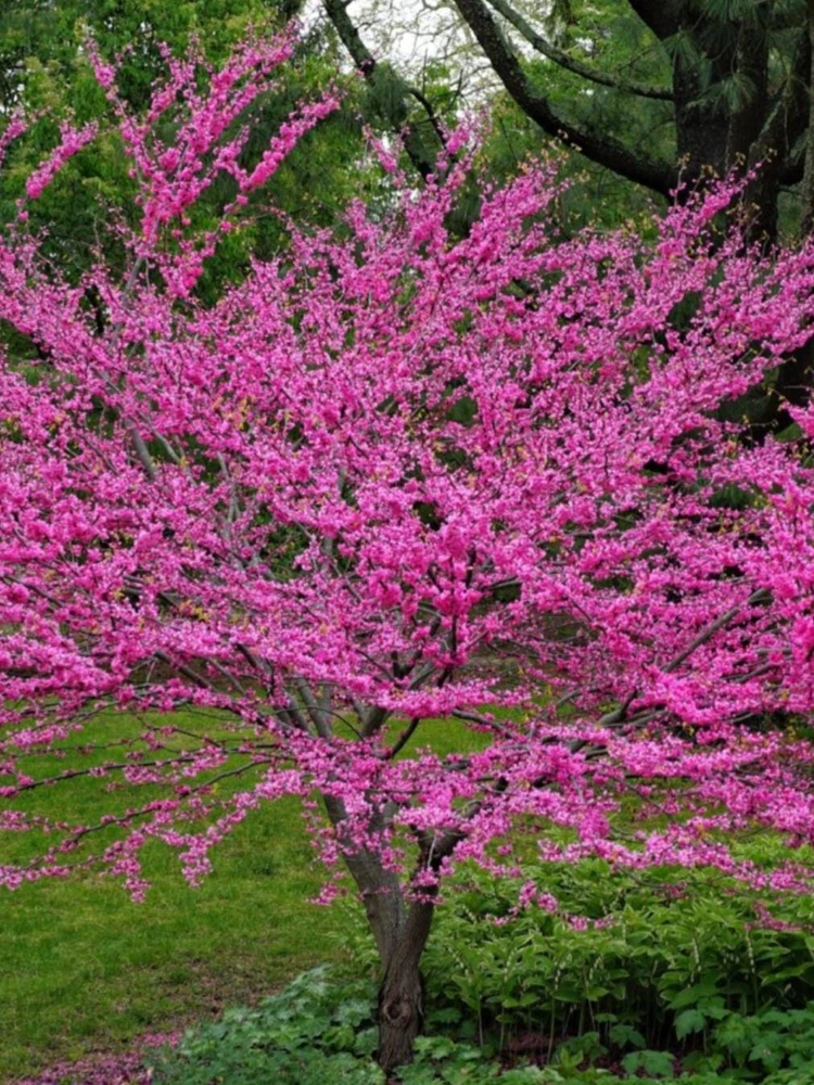 Eastern Redbud Tree 12-18" Live Plant, Flowering Shade Tree, Pink Blooms - Image 5