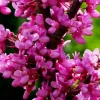 Eastern Redbud Tree 12-18" Live Plant, Flowering Shade Tree, Pink Blooms - Image 1