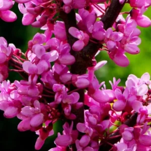 Eastern Redbud Tree 12-18