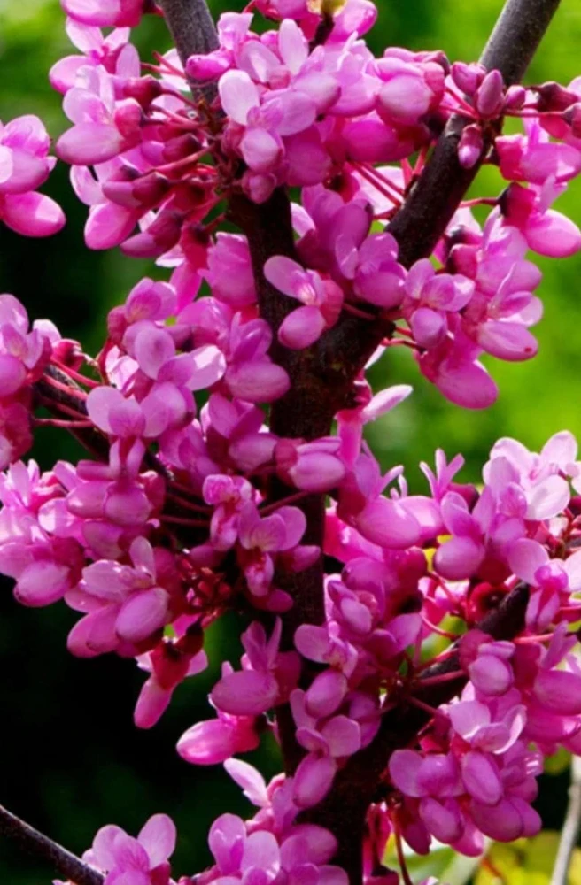 Eastern Redbud Tree 12-18" Live Plant, Flowering Shade Tree, Pink Blooms - Image 1