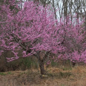 Eastern Redbud Tree Live Plant – 12-18