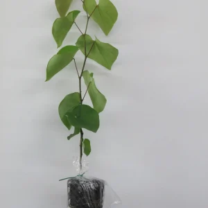 Eastern Redbud Tree Live Plant – 12-18