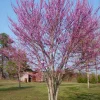 Eastern Redbud Tree Live Plant – 12-18" Tall – 3.5" Pot – Outdoor Flowering Tree - Image 1