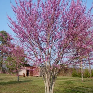 Eastern Redbud Tree Live Plant – 12-18