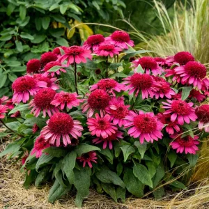 Echinacea Raspberry Beret Coneflower Perennial Live Plant 5.25