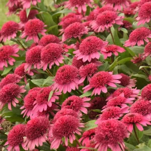 Echinacea Raspberry Beret Coneflower Perennial Live Plant 5.25