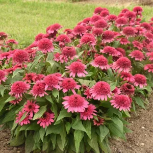Echinacea Raspberry Beret Coneflower Perennial Live Plant 5.25