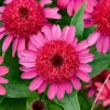 Echinacea Raspberry Beret Coneflower Perennial Live Plant 5.25" Pot Pink Sun - Image 1