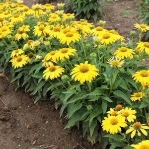 Echinacea Sombrero Lemon Yellow Improved Coneflower Live Plant – 5.25
