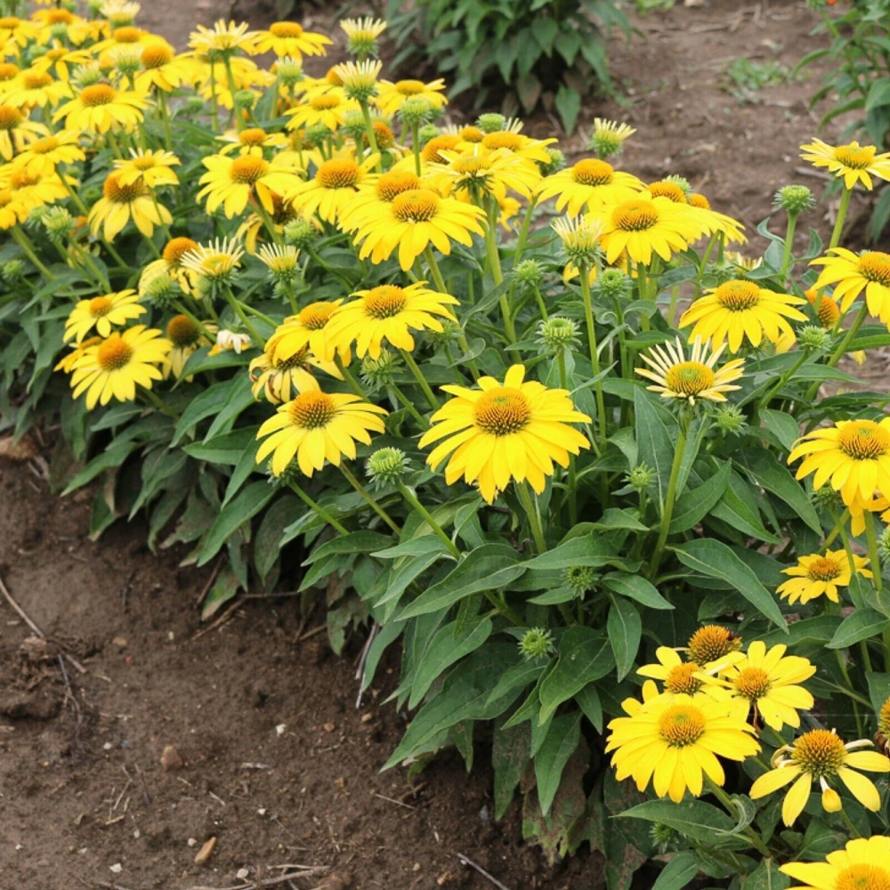 Echinacea Sombrero Lemon Yellow Improved Coneflower Live Plant – 5.25" Pot Perennial - Image 2
