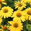 Echinacea Sombrero Lemon Yellow Improved Coneflower Live Plant – 5.25" Pot Perennial - Image 1