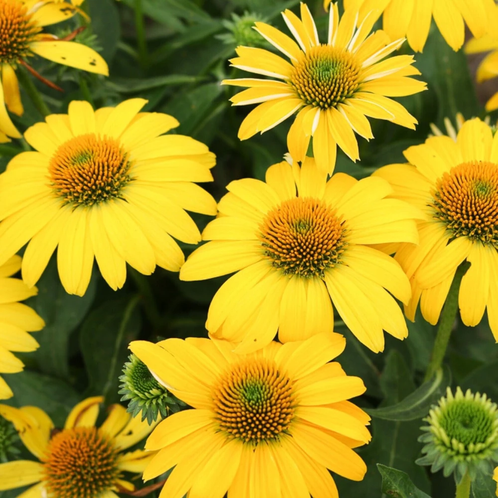 Echinacea Sombrero Lemon Yellow Improved Coneflower Live Plant – 5.25" Pot Perennial - Image 1