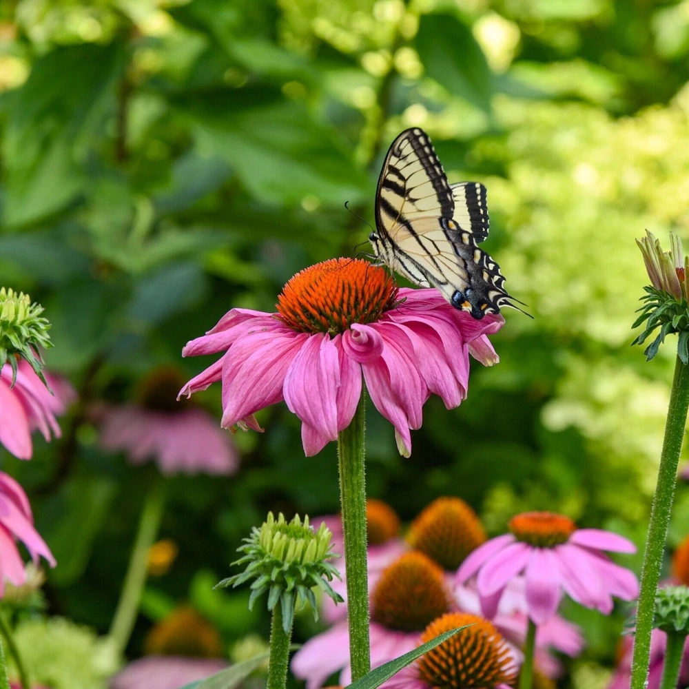 Echinacea Summersong Firefinch Perennial Coneflower Live Plant 5.25" Pot - Image 2