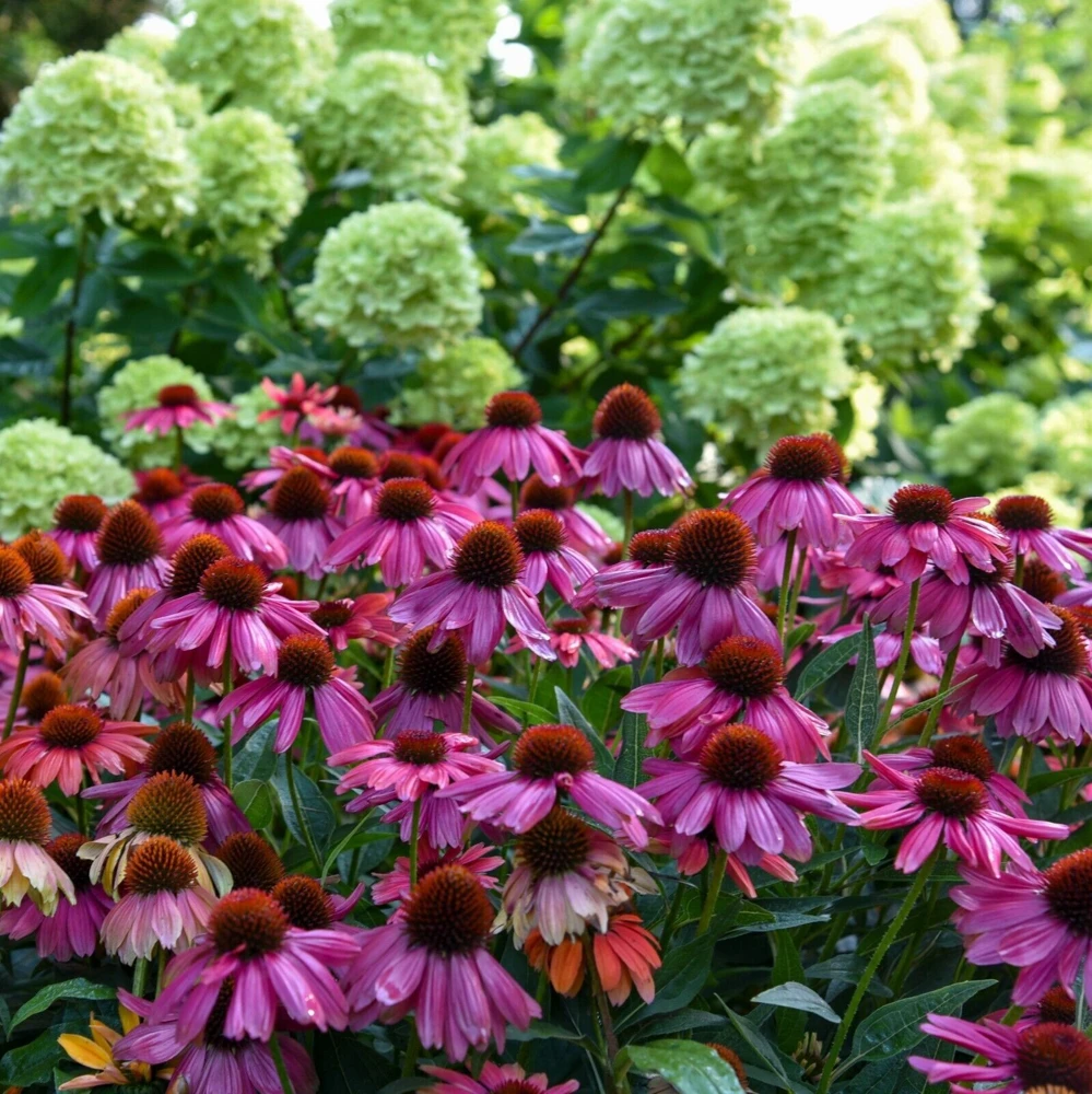 Echinacea Summersong Firefinch Perennial Coneflower Live Plant 5.25" Pot - Image 3