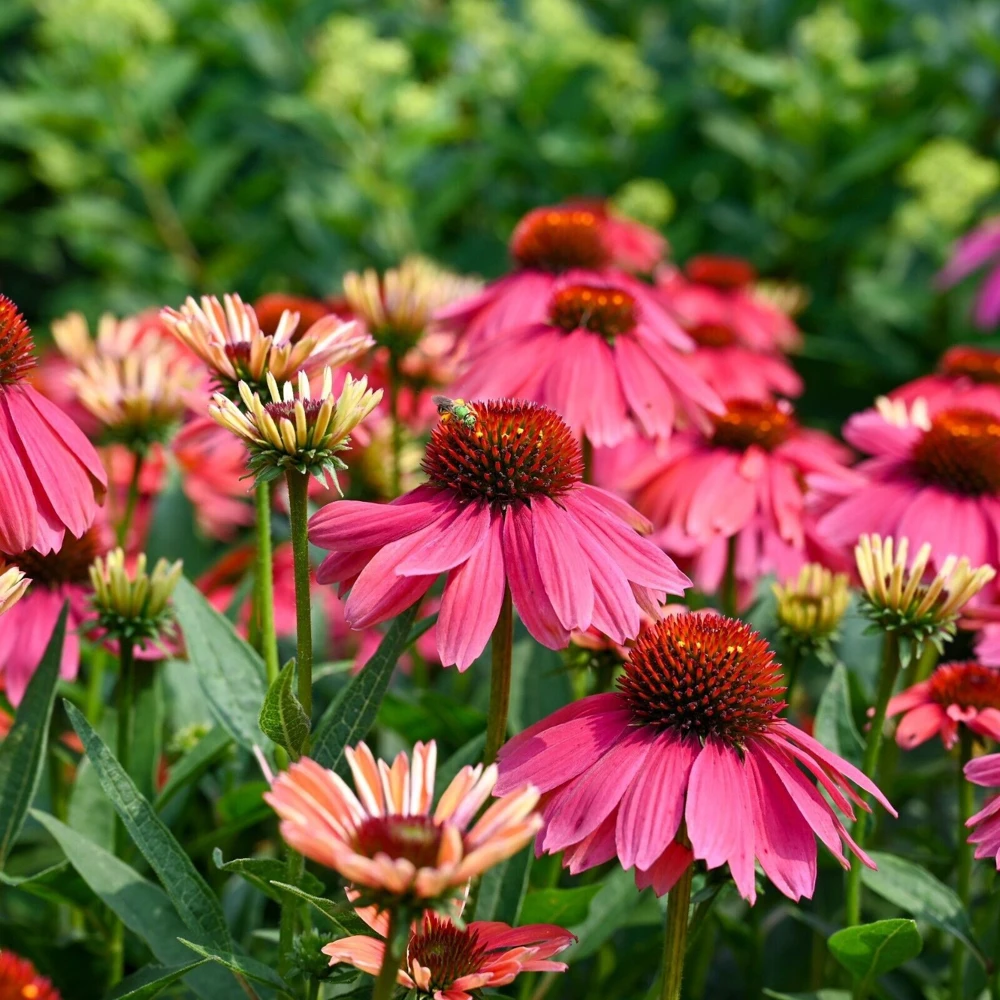 Echinacea Summersong Firefinch Perennial Coneflower Live Plant 5.25" Pot - Image 4