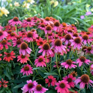Echinacea Summersong Firefinch Perennial Coneflower Live Plant 5.25