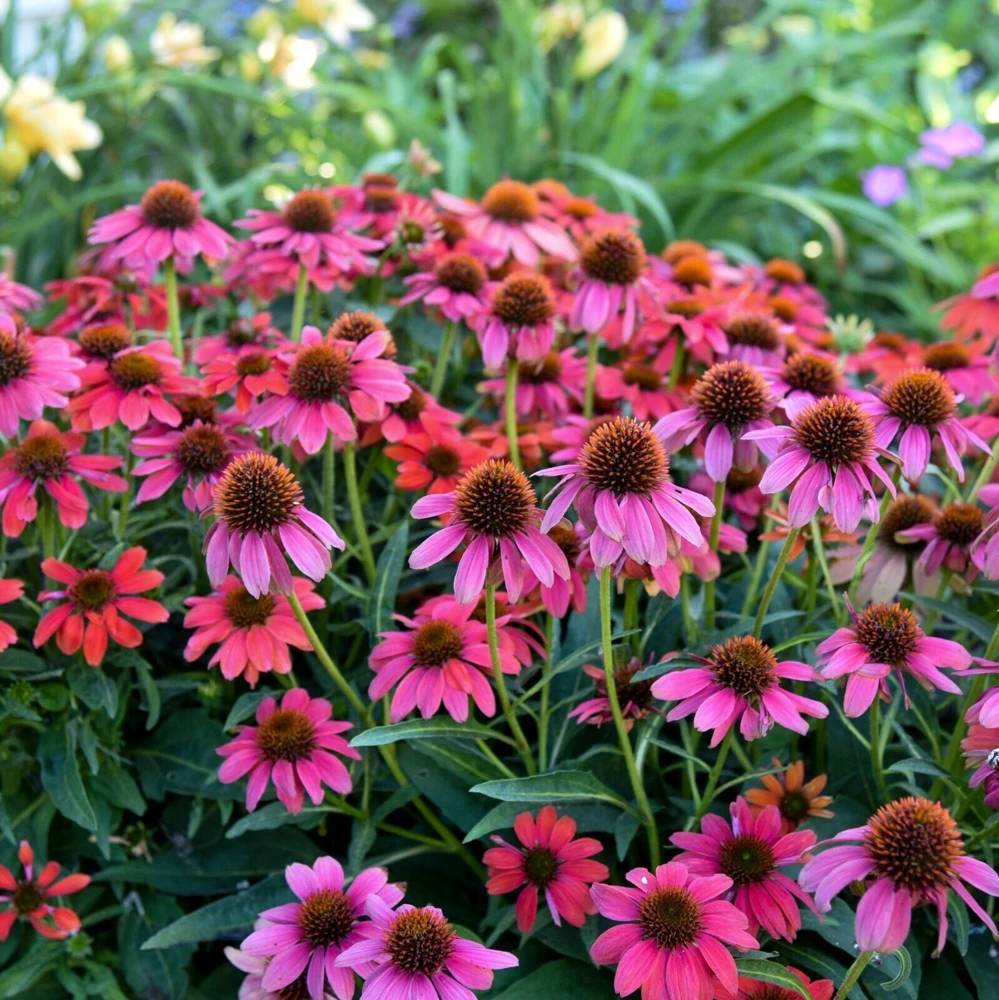 Echinacea Summersong Firefinch Perennial Coneflower Live Plant 5.25" Pot - Image 5