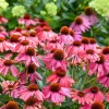 Echinacea Summersong Firefinch Perennial Coneflower Live Plant 5.25" Pot - Image 1