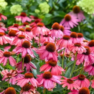 Echinacea Summersong Firefinch Perennial Coneflower Live Plant 5.25