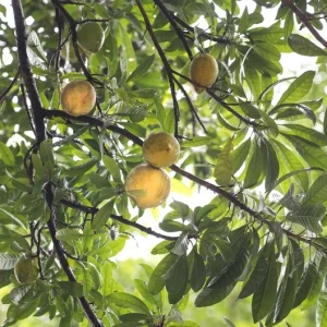 Egg Fruit Live Plant – Pouteria campechiana – 22-26 Inch Tall – 1 Gallon Pot - Image 2