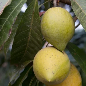 Egg Fruit Live Plant – Pouteria campechiana – 22-26 Inch Tall – 1 Gallon Pot - Image 3
