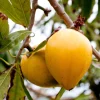 Egg Fruit Live Plant – Pouteria campechiana – 22-26 Inch Tall – 1 Gallon Pot - Image 1