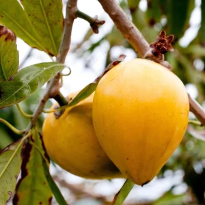 Egg Fruit Live Plant – Pouteria campechiana – 22-26 Inch Tall – 1 Gallon Pot - Image 1