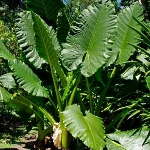 Elephant Ear Live Plant - Colocasia Macrorrhiza - Tropical Indoor/Outdoor Plant - Image 2