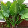 Elephant Ear Live Plant - Colocasia Macrorrhiza - Tropical Indoor/Outdoor Plant - Image 1