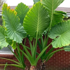 Elephant Ear Live Plant - Colocasia Macrorrhiza - Tropical Indoor/Outdoor Plant - Image 1