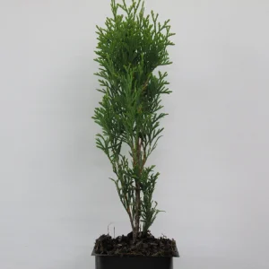 Emerald Arborvitae Live Plant – 6-8