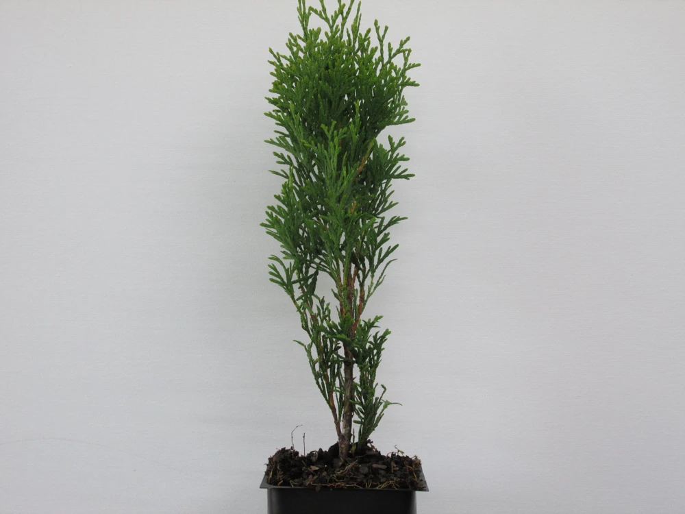 Emerald Arborvitae Live Plant – 6-8" Tall Evergreen Shrub – 3.5" Pot - Image 2