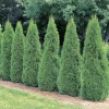 Emerald Arborvitae Live Plant – 6-8" Tall Evergreen Shrub – 3.5" Pot - Image 1