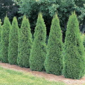 Emerald Arborvitae Live Plant – 6-8