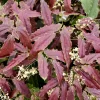Epimedium Sandy Claws Perennial Live Plant – Well Rooted – 5.25" Pot – Shade - Image 1