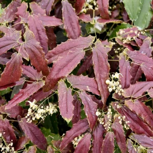 Epimedium Sandy Claws Perennial Live Plant – Well Rooted – 5.25